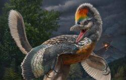 ‘Bizarre’ bird with supermodel legs solves 30 million-year-long mystery