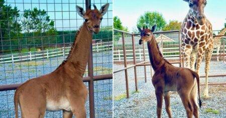 Zoo reveals name chosen for rare spotless giraffe baby