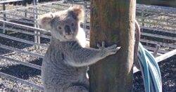 One hungry koala named Claude devours thousands of plants at nursery