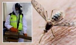 Killer mosquitoes spreading deadly disease ‘setting up shop in Europe’