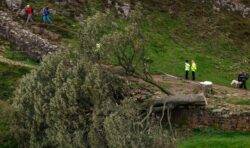 Sycamore Gap tree LIVE: Chainsaw discovered near scene as lumberjack in his 60s bailed