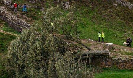 Sycamore Gap tree LIVE: Chainsaw discovered near scene as lumberjack in his 60s bailed