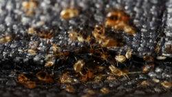 France says 'no evidence' of bedbug invasion, calls for calm