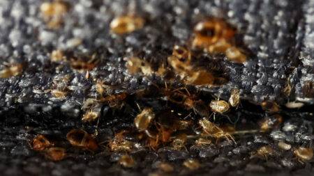 France says ‘no evidence’ of bedbug invasion, calls for calm