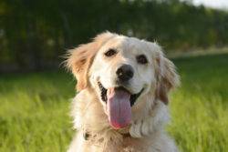 Golden retrievers could hold the secret to beating cancer – and living longer