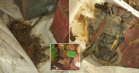 Shop owner in court after rotting animal carcasses found in the storeroom