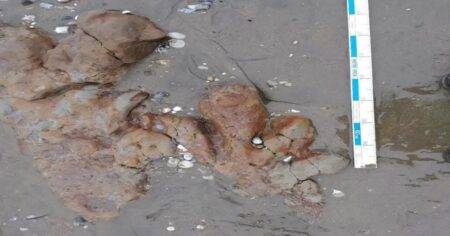 A fright on the Isle of Wight as massive dinosaur tracks uncovered