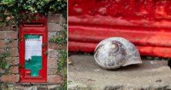 Villagers warned after snails found eating their post