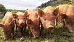 ‘Super pigs’ from Canada are threatening to invade the United States