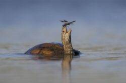 A Balkan pond turtle with a northern banded groundling dragonfly in Israel’s Jezreel Valley, which has been shortlisted for the Wildlife Photographer of the Year People’s Choice Award (Picture: Tzahi Finkelstein/Wildlife Photographer/PA)