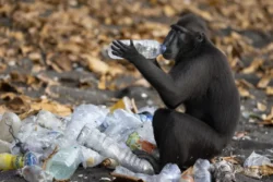A Celebes crested macaque investigates the contents of a plastic bottle from a pile ready for recycling on a beach at the edge of Tangkoko Batuangus Nature Reserve, Indonesia,shortlisted for the Wildlife Photographer of the Year People’s Choice Award (Picture: Claire Waring/Wildlife Photographer /PA)