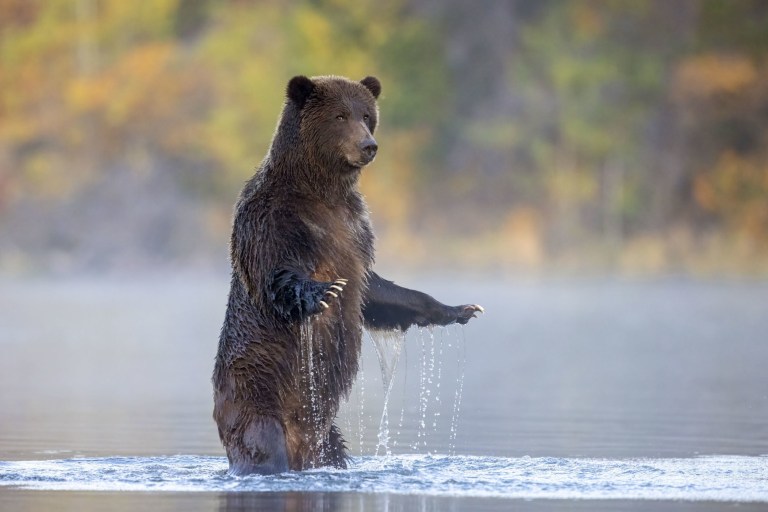 A grizzly bear in the Chilko River, British Columbia, Canada, which has been shortlisted for the Wildlife Photographer of the Year People’s Choice Award (Picture: John E. Marriott/Wildlife Photographer PA)
