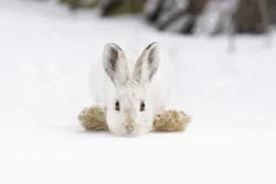 A snowshoe hare in the Rocky Mountain National Park, USA, which has been shortlisted for the Wildlife Photographer of the Year People’s Choice Award (Picture: Deena Sveinsson/Wildlife Photographer/PA)