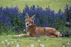 An Ethiopian wolf in Ethiopia’s Bale Mountains National Park, which has been shortlisted for the Wildlife Photographer of the Year People’s Choice Award(Picture: Axel Gomille/Wildlife Photographer/PA)