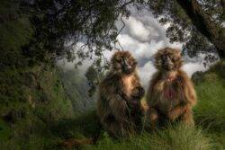Gelada monkeys in the Simien Mountains of Ethiopia, shortlisted for the Wildlife Photographer of the Year People’s Choice Award (Picture: Marco Gaiotti/Wildlife Photograper/PA)
