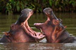 Pablo Escobar’s ‘cocaine hippos’ face cull as they run amok in Colombia