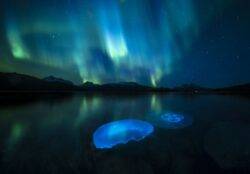 Moon jellyfish swarm in the waters of a fjord outside Tromso in northern Norway illuminated by the aurora borealis, which has been shortlisted for the Wildlife Photographer of the Year People’s Choice Award (Picture: Audun Rikardsen/Wildlife Photographer/PA)