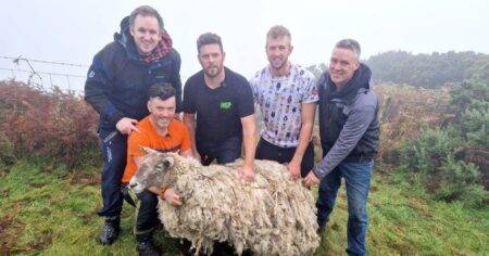 Britain’s ‘loneliest sheep’ rescued after two years stranded in the Scottish Highlands