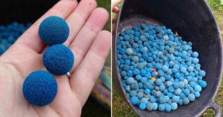 Thousands of blue balls are being washed up on UK beaches