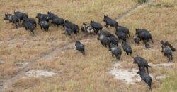 Wild ‘super pigs’ growing out of control in Canada threaten to invade US