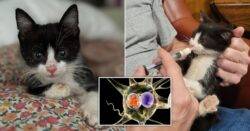 Adorable stray kitten sparks rabies scare that could affect seven million people