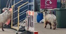 Recycling centre evacuated after rampaging goat ‘visited for an inspection’