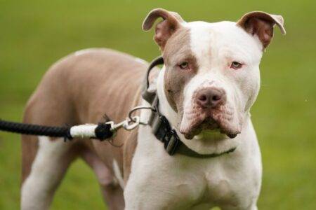 XL Bully owners urged to register dogs on exemption list before UK ban