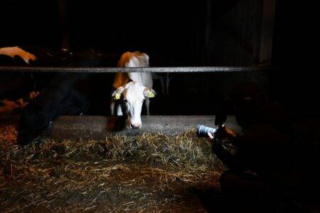 Shocking footage shows ‘half-eaten dead cows’ at UK dairy farm