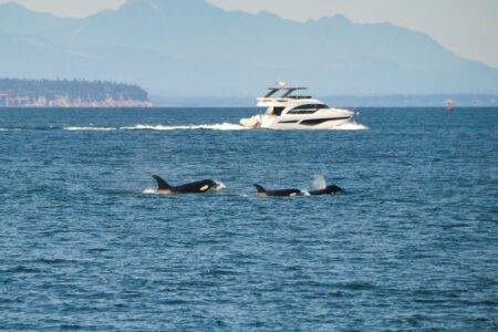 Sailors are blasting killer whales with death metal – it could go very wrong
