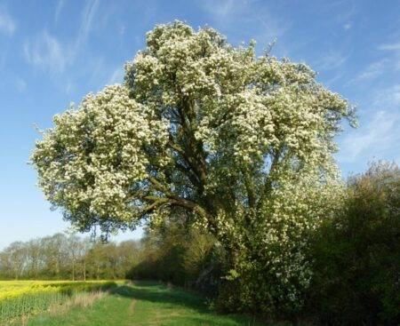 England’s ‘best tree’ felled to make room for HS2 has started growing back