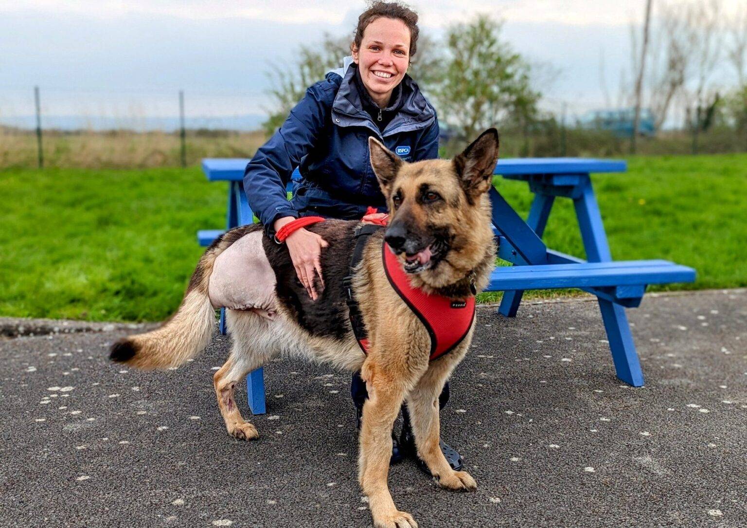 Three-legged German Shepherd finally finds forever home after long 209-day wait in shelter