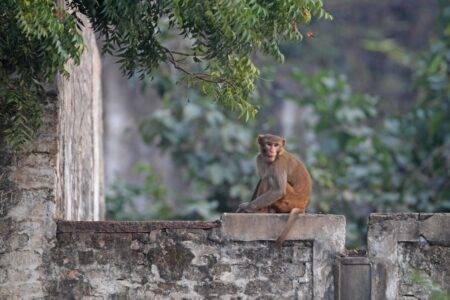 Boy, 10, ‘killed by vicious monkey which ripped out his intestines’