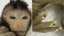 Scientists create ‘Frankenstein’ chimera monkey that glows green