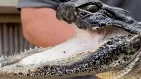 Alligator missing half its jaw is a picky eater three months after being rescued