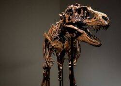 Fossilised tyrannosaur reveals what young dinosaur had as its last supper