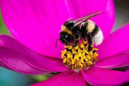 Flowers are evolving differently due to a lack of bees – and not in a good way