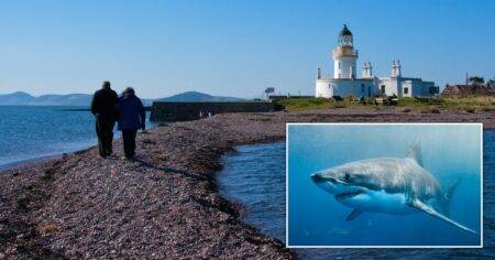 Shark warning mistakenly sent to Scotland after mix-up with New Zealand town