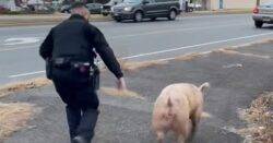 Stubborn runaway pig leads cops on lengthy chase