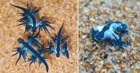 Hundreds of venomous deep sea creatures mysteriously wash up on beach