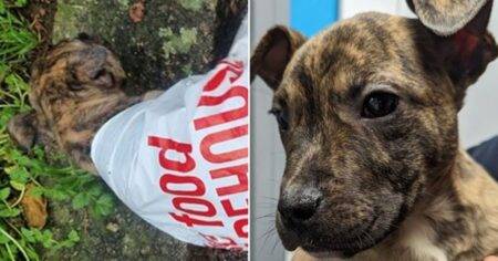 ‘Christmas miracle’ after puppy rescued from plastic bag dumped in car park