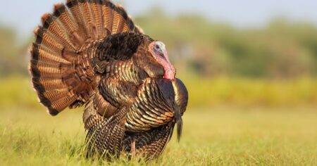 Wild turkey cuts power on Christmas Eve for thousands