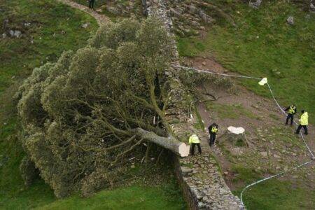 Man in his 60s arrested over Sycamore Gap tree to face no further action