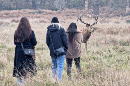 Picture-taking park visitors seen getting slightly too close to massive stags