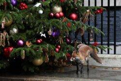 Downing St fox makes its feelings clear about Number 10’s Christmas tree