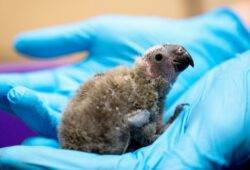 Rare bird given new lease of life after two chicks are hatched in zoo