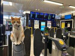 Meet the cat who has become a local celeb and puts a smile on the face of commuters 365 days a year