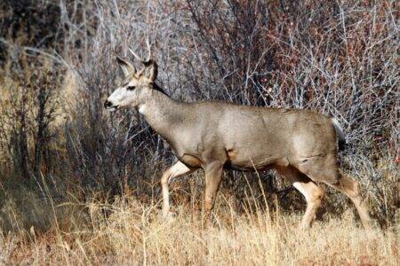 New ‘zombie deer disease’ case sparks fears of spread to humans