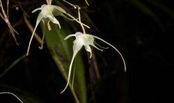 New orchid discovery among scientists’ top picks of plant and fungal species named in 2023