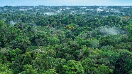 Ancient cities dating back 2,500 years uncovered deep in Amazon rainforest