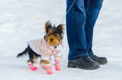 Vet issues warning on putting boots on dogs in cold weather